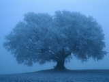 Tree in the Mist Photographic Print