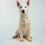 White Bull Terrier Puppy