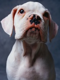 White Boxer Puppy