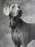 Weimaraner