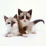 Buy Two Tan and White Kittens at AllPosters.com