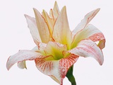 White Daylily  Flower with Red Edges