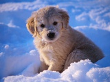 White Puppy Seated in Snow