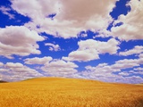 Buy White Clouds Over Wheat Field at AllPosters.com