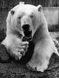 Buy Yawning Polar Bear at AllPosters.com