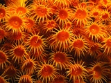 Buy Yellow Anemones at AllPosters.com