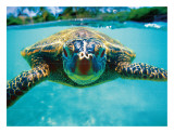 Honu, Hawaiian Sea Turtle