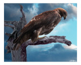 Perched