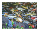Koi Fish Pond