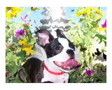 Angus in the Flower Bed