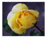 Rose 126