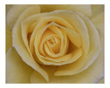 Rose 102