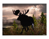 Bullwinkle