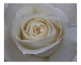 Rose 118