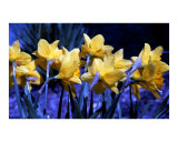 Buy Daffodil Blues at AllPosters.com