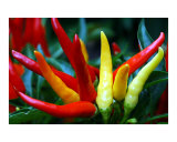 Hot Peppers