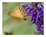 Buy Butterfly On Purple Flower at AllPosters.com