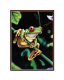 Red Eyed Tree Frog