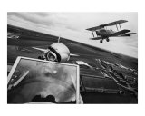 Tigermoths