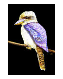 Australian Kookaburra