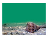 Buy Sea Shell Under water at AllPosters.com