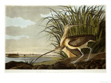 Male And Female Long Billed Curlew (Numenius Americanus) with the City of Charleston Behind