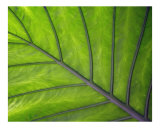 Buy Giant Leaf at AllPosters.com