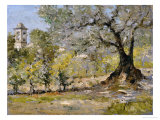 Olive Trees in Florence