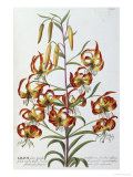 Buy Lilium, 1750-1773 at AllPosters.com