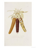 Buy Marbled, Red and Multicoloured Maize Illustration, Agricole et Economique Du Mais, 1836 at AllPosters.com