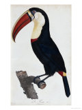 Buy Hand Coloured Engraving of a Toucan, 1806 at AllPosters.com