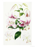 Buy A Monograph of the Genus Lilium, 1877-1880 at AllPosters.com