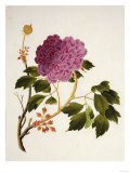 Double Pink Tree Peonies, Chinese Watercolour Drawing on Paper, circa 1800