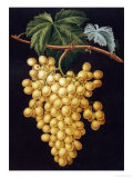 Buy Alexandria Grapes, 1812 at AllPosters.com