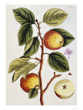 Buy Apple Tree (Malus Sativa), 1739 at AllPosters.com