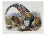 Buy A Monograph of the Phasianidae or Family of Pheasants, 1872 at AllPosters.com