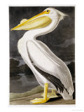 American White Pelican