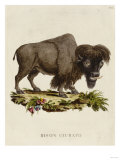Venetian Natural History, 1771