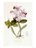 Buy Sertum Orchidaceum at AllPosters.com