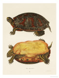 Buy Hand Colored Lithograph of Emrys Rubriventris at AllPosters.com