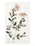Buy A Colour Plate from Curtis' Flora Londinesis at AllPosters.com