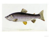 Buy Watercolour of a Trout, Early 19th Century at AllPosters.com
