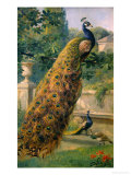 Buy Peacocks in the Park, 1886 at AllPosters.com