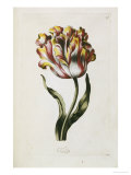 Buy Tulip at AllPosters.com