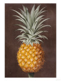 Buy Pineapple at AllPosters.com