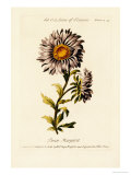 Buy Flower Painting Made Easy, Being a Collection of Correct Outlines After Nature at AllPosters.com