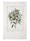 Buy Cornus, Specimen Botanicum Sistens Descriptiones et Icones Specierum Corni Minus Cognitarum at AllPosters.com