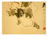 Buy Gourds at AllPosters.com