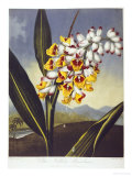 Buy The Nodding Renealmia at AllPosters.com