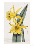 Buy Narcissi at AllPosters.com